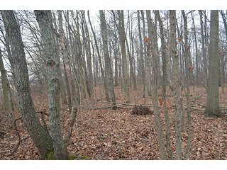 Property photo 2 - LAND AUCTION, 77 Acres offered in 3 Tracts